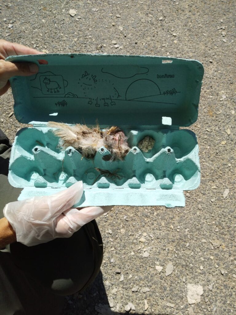 Orenetes rescatades a Montrebei